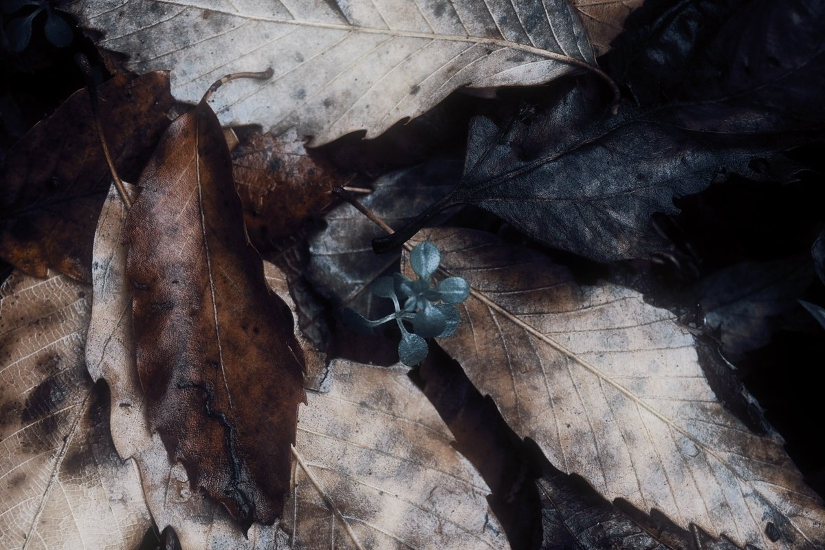 みかづき (@mic_azuki) / Posts / X