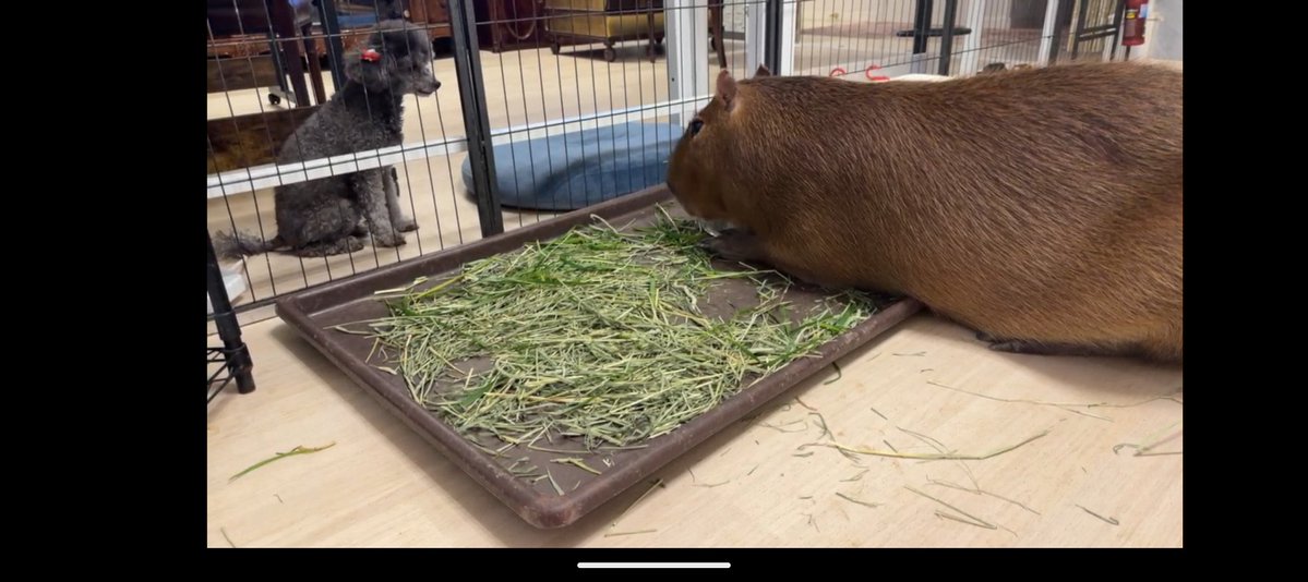 Nymphia_Vs's tweet image. 夕方まろりん！
また木曜日お話しようね！
まだ少し早いけど、メリークリマロン🌰

 #カピバラ
 #マロン姫
 #愛知カピバラ飼育養成所