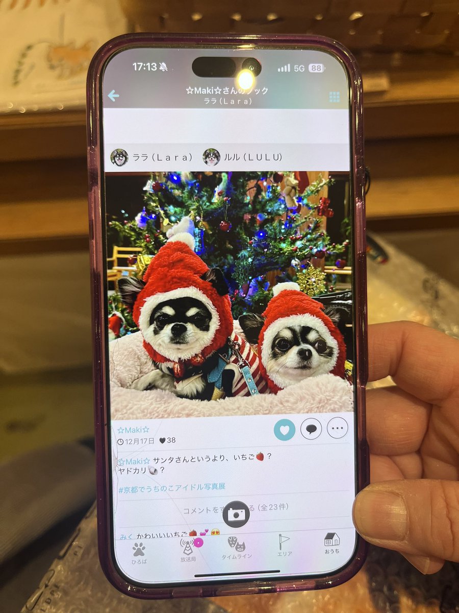 ねこちゃんのように前足を織りこんで座る珍しいチワワの「ララ」ちゃん