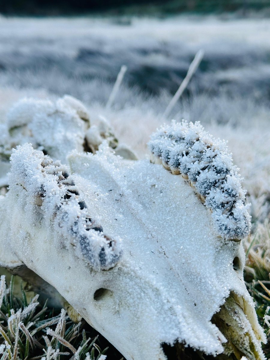 tweetKishorec's tweet photo. Frost sends shivers down the spine in Nilgiris. 

this scene in Parsons Valey, Ooty. https://t.co/LLzWObIlTd