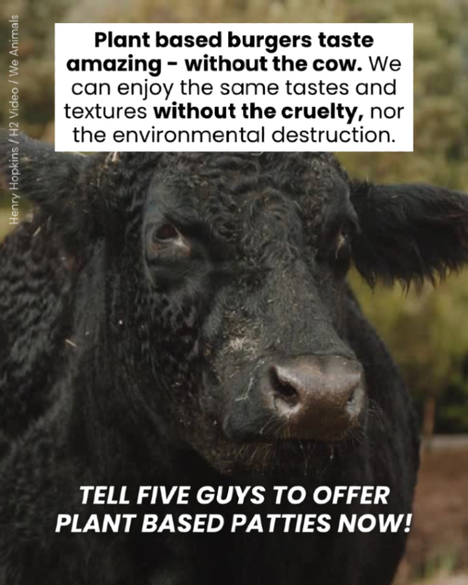 teamveganfta's tweet image. Burgers made from plants are delicious, and no animals have to suffer to produce them… 🙏

Act now to tell Five Guys to add a vegan-friendly burger to its menu today! 👉 veganfta.com/petitions/tell… 🍔

#fiveguys #petition #veganburger #veganfood #plantbased
