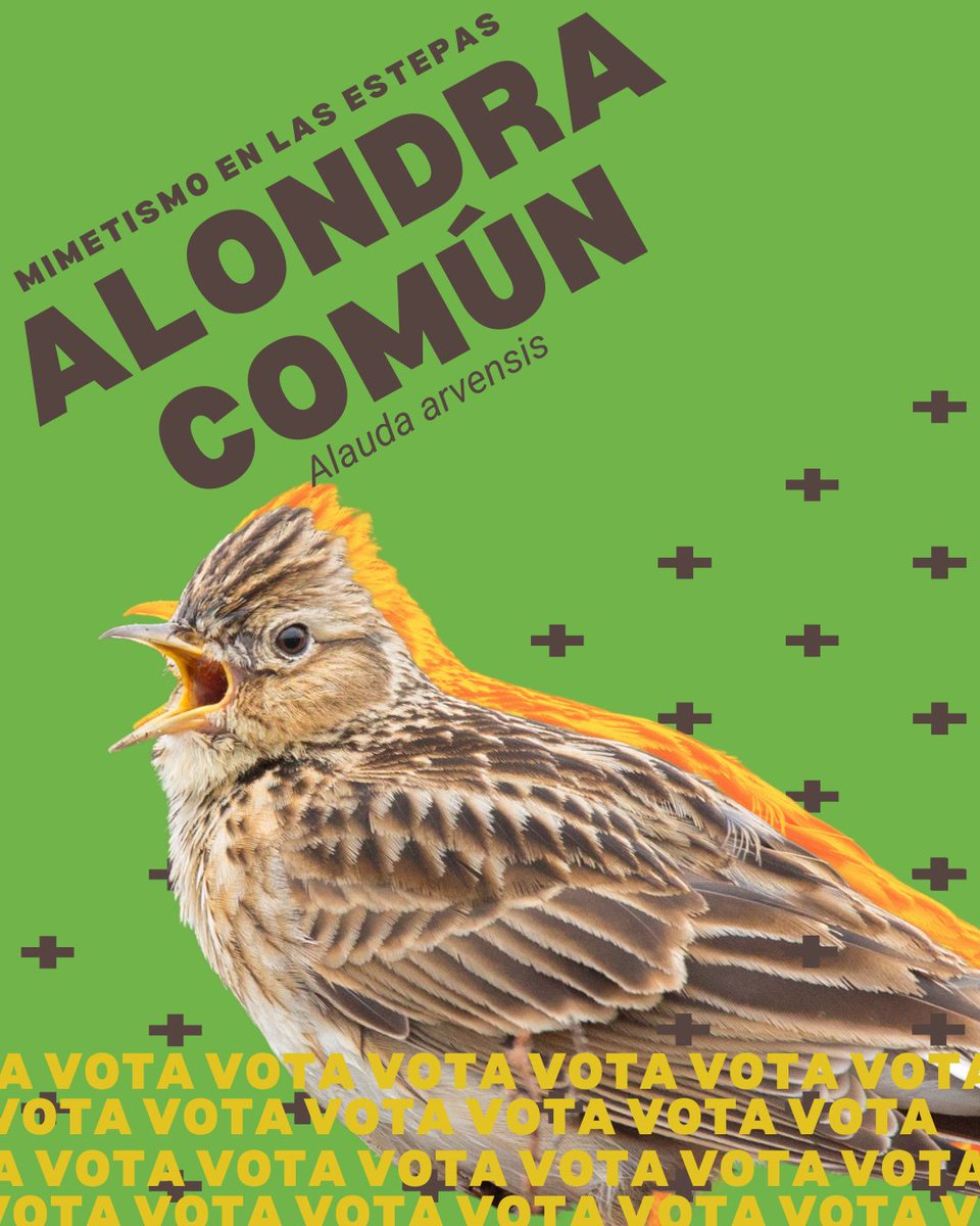 SEO/BirdLife tweet media