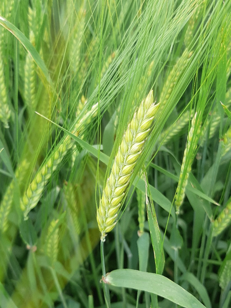 ADMAgriculture's tweet image. Looking ahead to the new season 🌱

Laureate Spring barley continues to impress with its consistency, strong agronomic package, and proven on farm and malt performance.

Seed available through ADM Agriculture Ltd; adm-agri.co.uk/products/seed/…

#springbarley #malting #spring2026