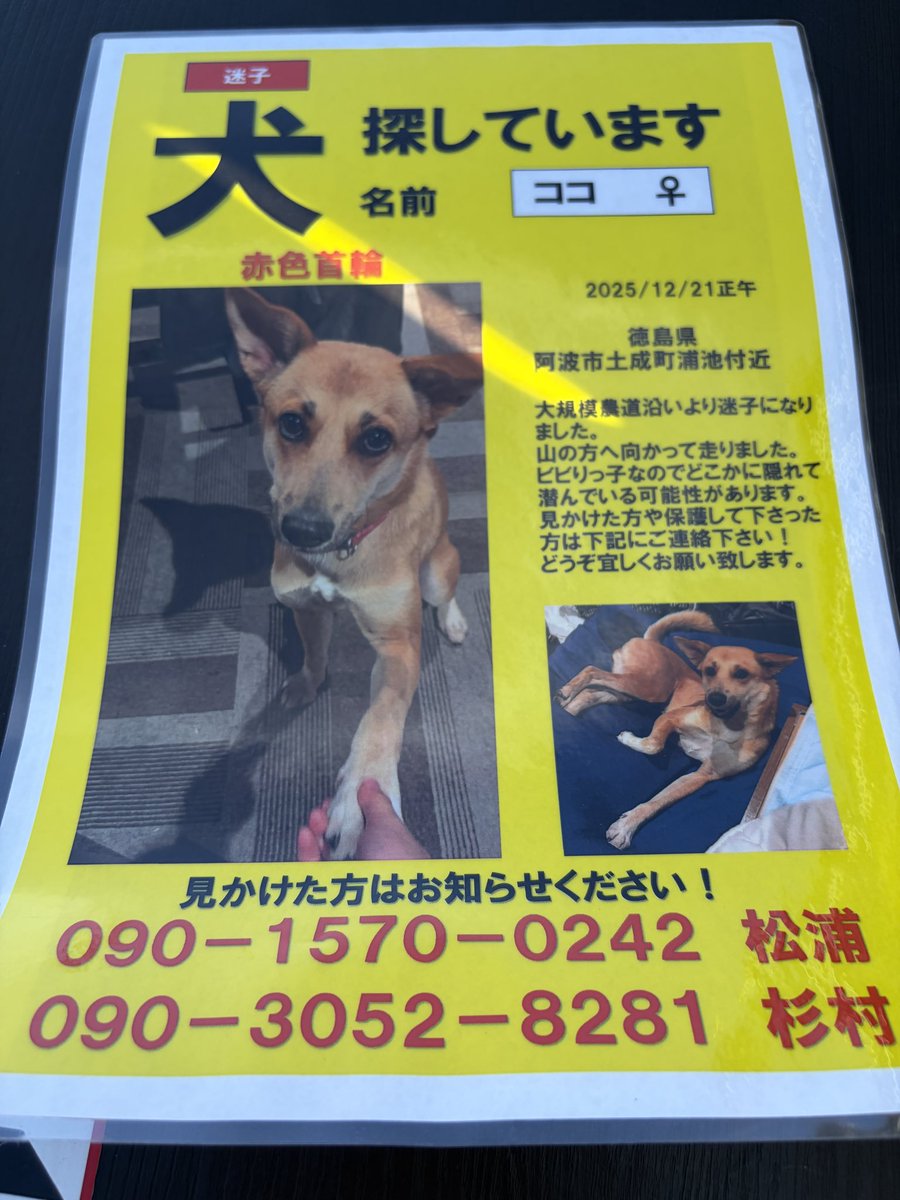 shingo997's tweet photo. 事故の衝撃でココが逃げてしまいました。失踪してから54時間が経過します。目撃情報あればお願い致します。また拡散下されば幸いです。脳震盪で今朝まで思考が働かなくて、、
#拡散希望 #迷い犬
#迷子犬 https://t.co/2Qdj79GpbH