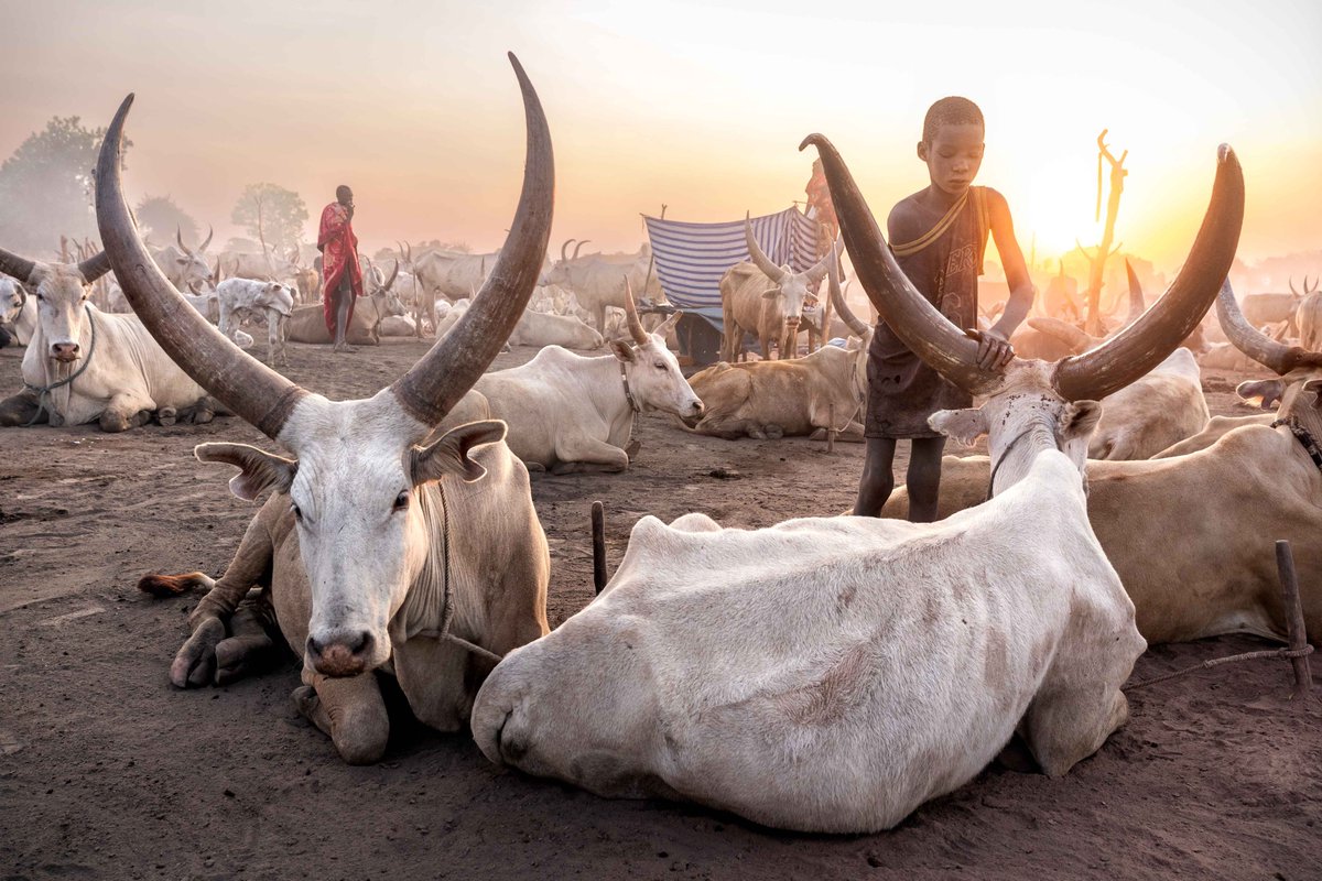 Roberto Pazzi tweet media