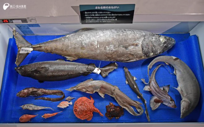 新江ノ島水族館 on X: 