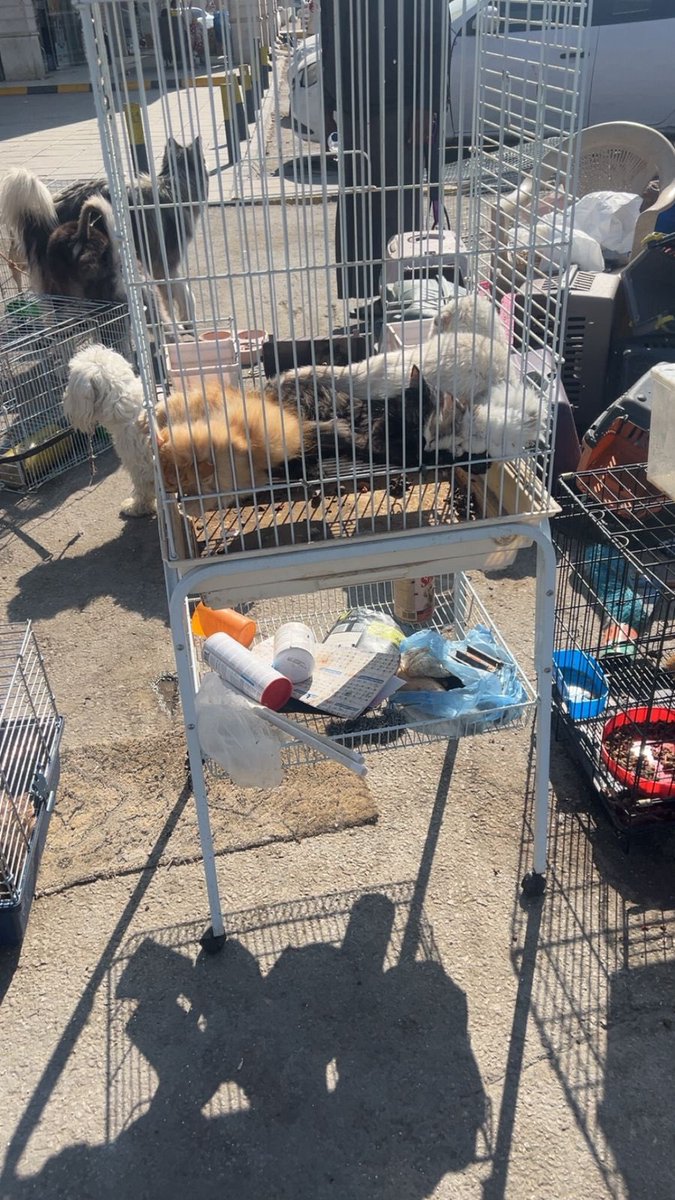 ظروف الإنقاذ استهلكت جهد #منقذين_الحيوانات 
حيوانات مستوردة يتم رميها بشكل مستمر من قبل المربين، والبائعين المجهولين في #نطالب_بإغلاق_سوق_الحمام 

سنين في أنتظار قرار ينصف حق الحيوان، وقرار إيقاف سوق الحمام الذي يضم الاف المجهولين المسيئين لحقوق الحيوان 

<a href="/ppgovsa/">النيابة العامة</a> <a href="/MEWA_KSA/">وزارة البيئة والمياه والزراعة</a>