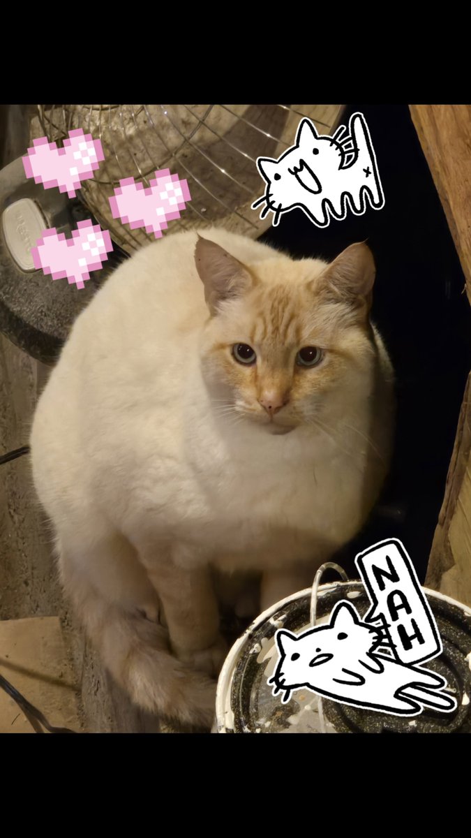 Fun fact: Jorge (dog) now has a brother name Sammy (cat)! Sadly, they are mortal enemies because Jorge keeps eating Sammy's cat food...Oh Jorge...😔💔