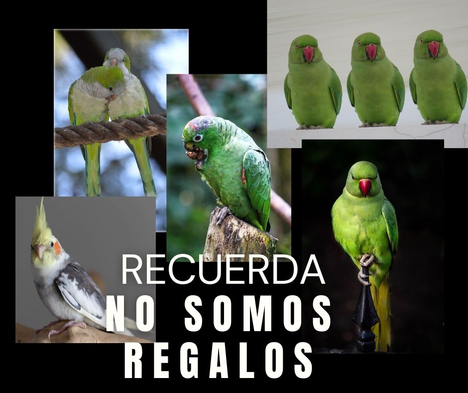 En el comercio de psitácidas no se venden aves: se compran vidas, sin considerar que también quieren vivir, experimentar y decidir por si mismas.

No seas parte de esa explotación.

#psitacidas #antiespecismo #cotorraargentina #cotorrakramer #aves #nosoycosa