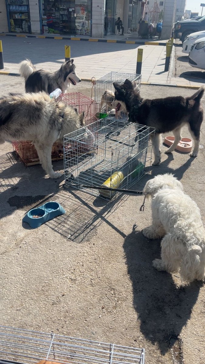 لاتزال انتهاكات حقوق الحيوان قائمة حتى الان في سوق الحمام #نطالب_بإغلاق_سوق_الحمام 

بيئه غير مناسبة،بيئه مسيئة،غير صحية
لايوجد طعام للحيوانات ولا ماء، يتم تركهم تحت المطر والشمس وبأقفاص تضم مئات الحيوانات

يتم البلاغ في نما التابع لوزارة <a href="/MEWA_KSA/">وزارة البيئة والمياه والزراعة</a> ولاتزال الممارسات قائمة