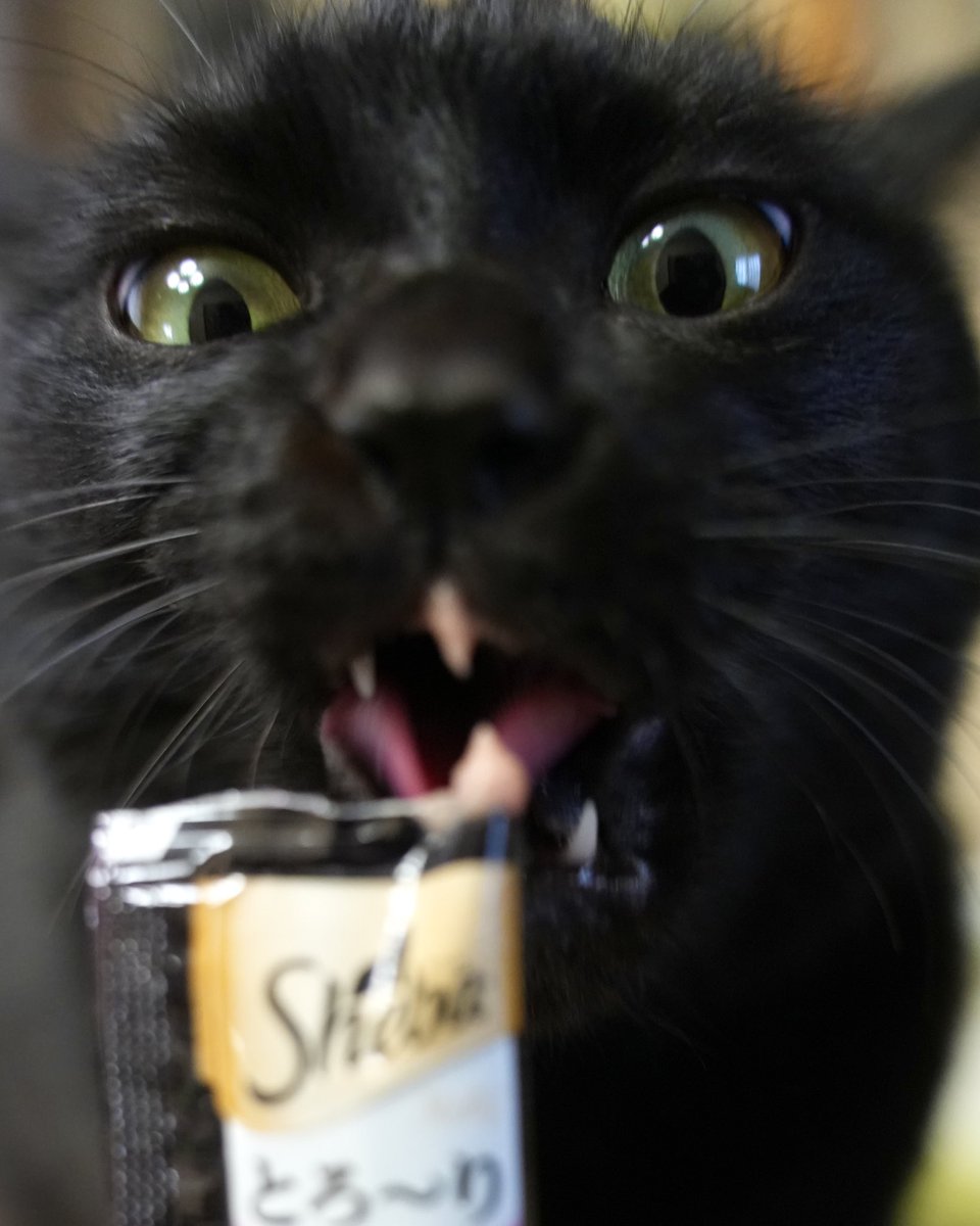 おやつウマ〜！ #猫 #黒猫