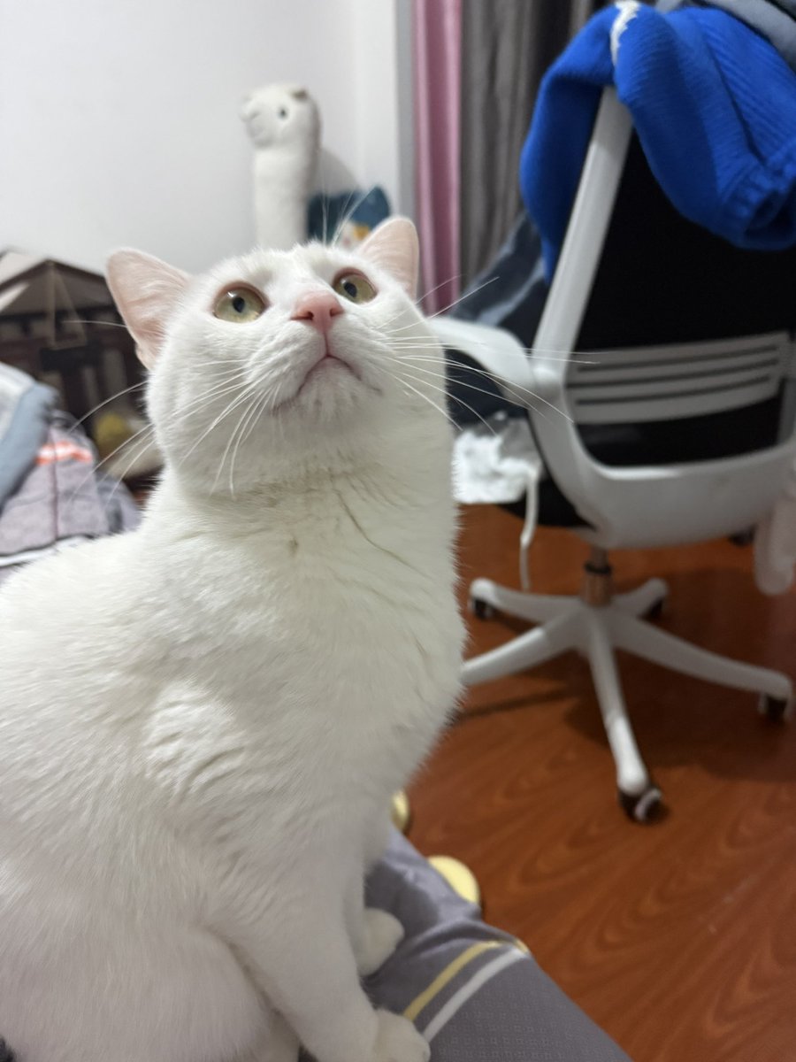 喜欢上床的小家伙🐱