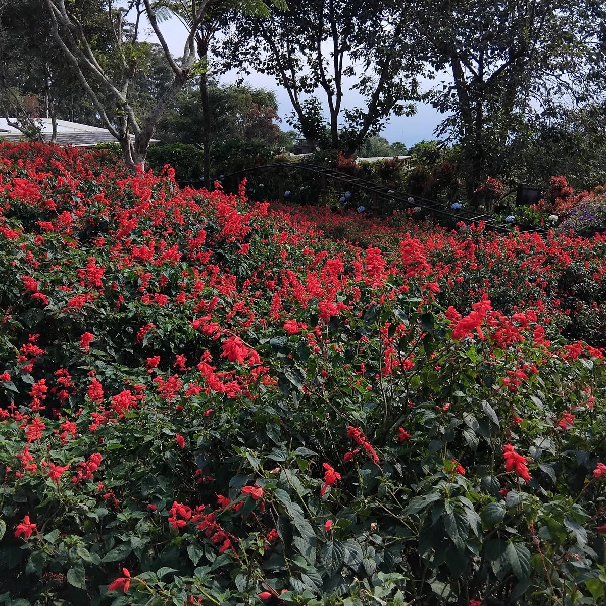 killmongear's tweet image. Jadi tour guide