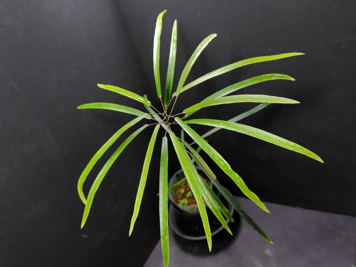 AQUAFORTUNE2007's tweet photo. Codiaeum peltatum
ニューカレドニア中央山脈
標高600m付近　【KSB】
KSBさんから購入させて頂いためちゃくちゃ綺麗な植物になります!
一時期の不調から完全に脱して調子上向きです!!
放射状に綺麗に広がる葉の真ん中には赤いラインが入ってます😊
#Codiaeum
#KSB https://t.co/JlM00QmnAl