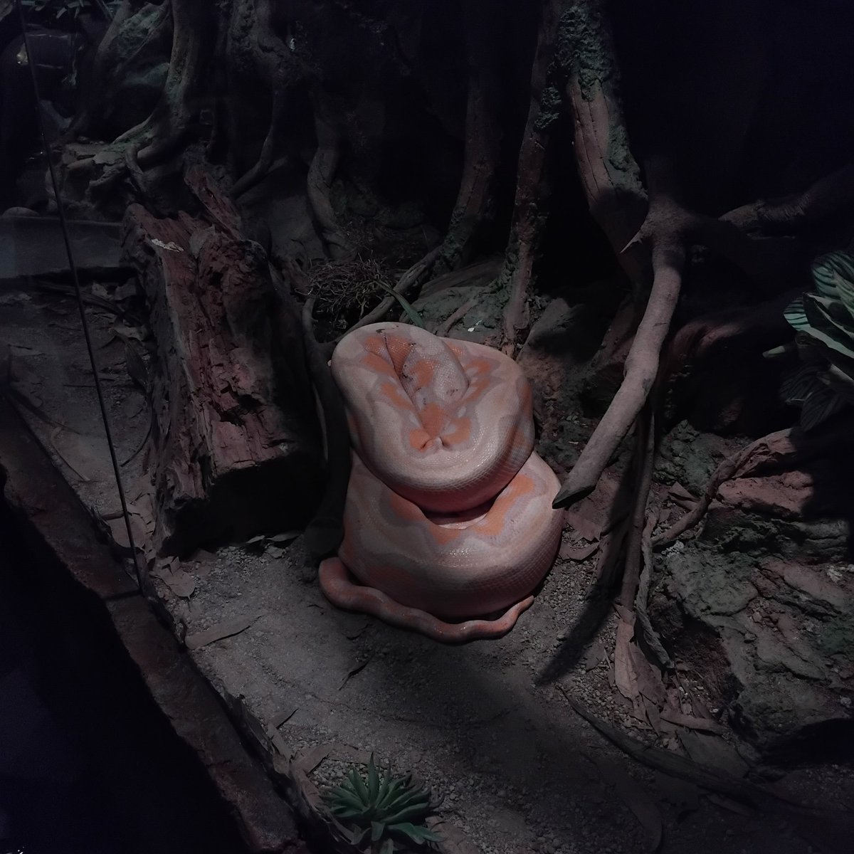 killmongear's tweet image. Jadi tour guide