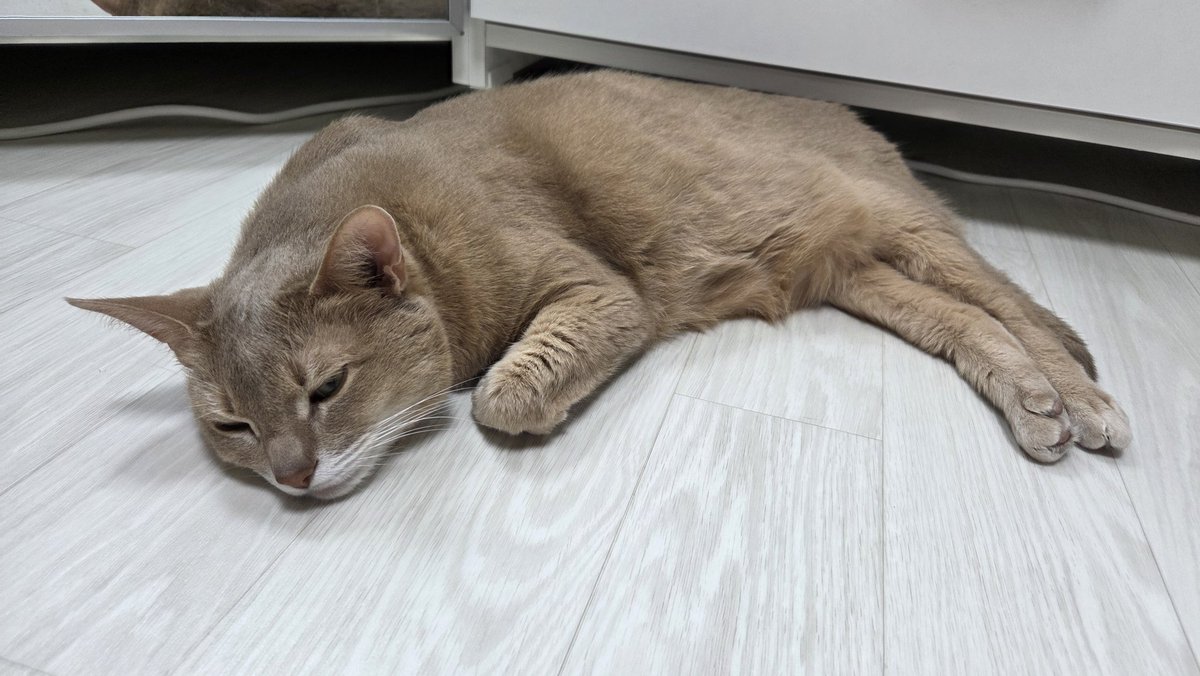 보일러 틀면 녹아가는 고양이들을 보는게 즐거움