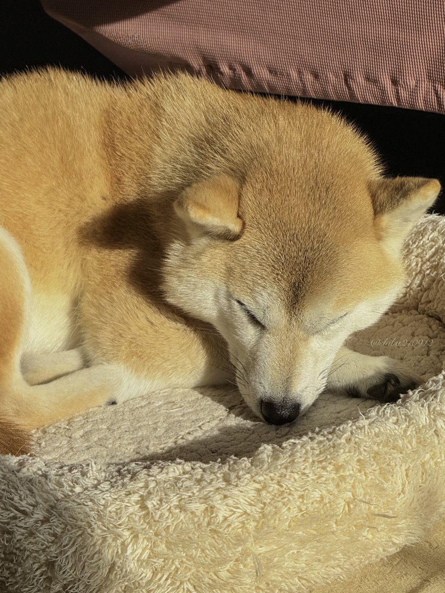 柴犬もも (@shiba210912) / Posts / X