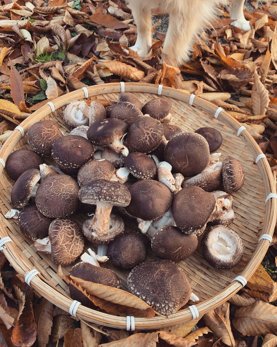 이건 AI 아니고 버섯 따러 갔다가 (너무 커버린) 실제 표고버섯 따서 머리에 쓴 강아디