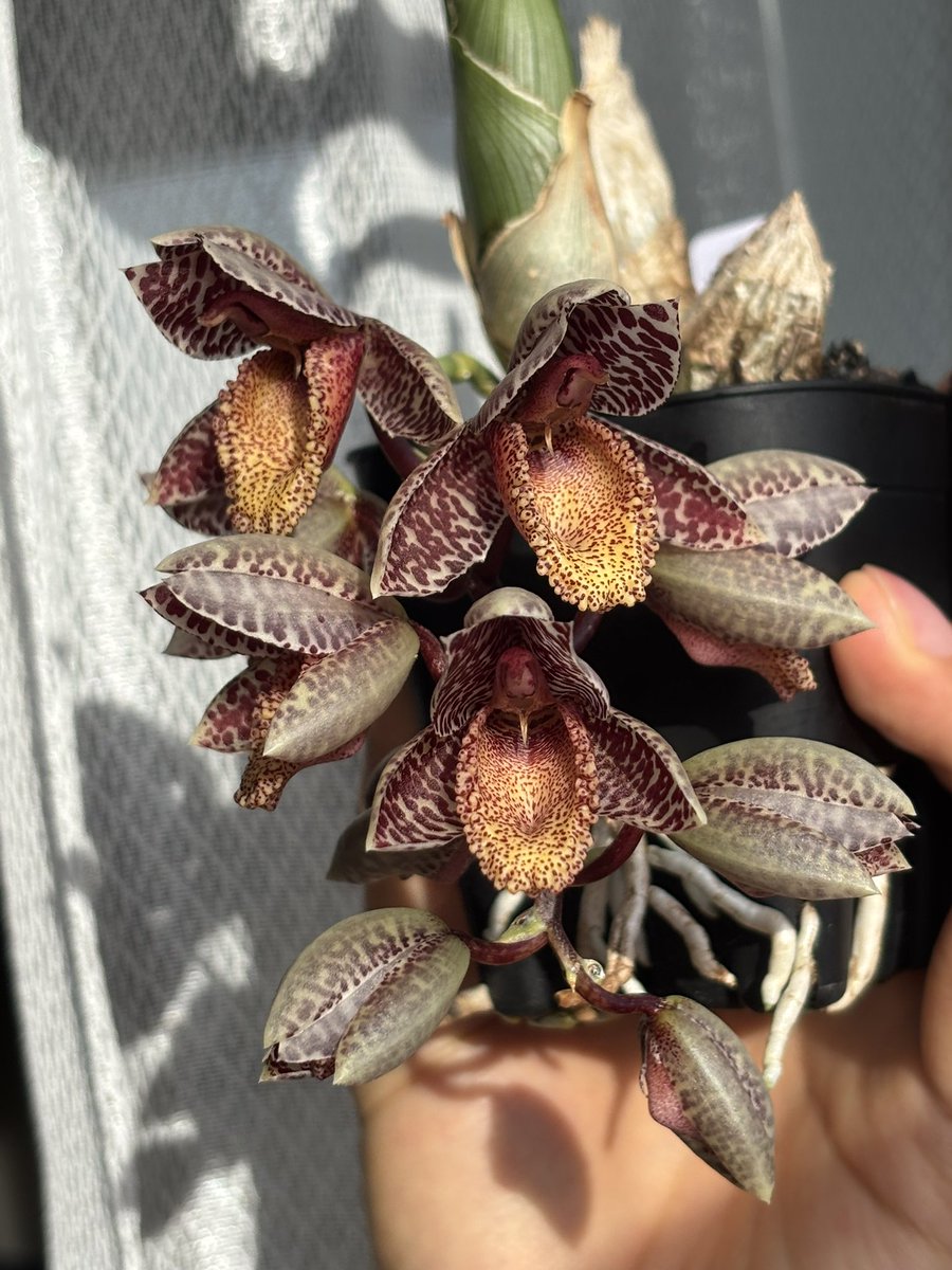 C.denticulatum
ベラビスタさんから9月に買ったのが開花