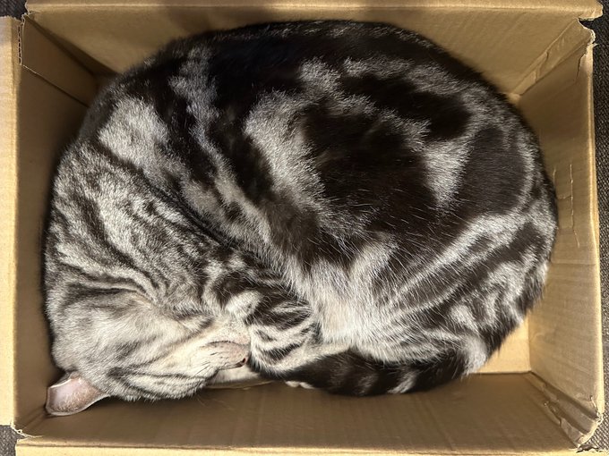 既視感完全に理解した
だから猫ってかわいいのか 