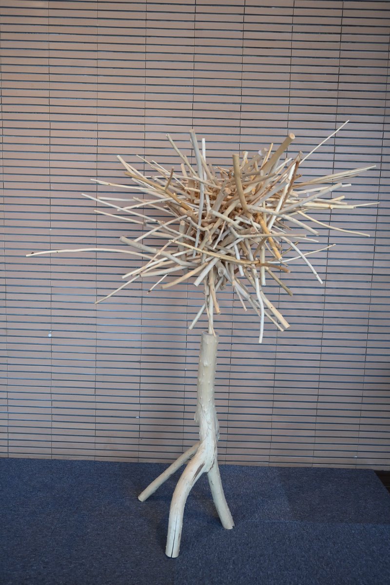 【#今日の樹華】
9日目。
横に広がった形になりました。
向かって左に一本だけ伸びている長い枝は、前々日からその位置をキープしています。

#旭川美術館　#砂澤ビッキ