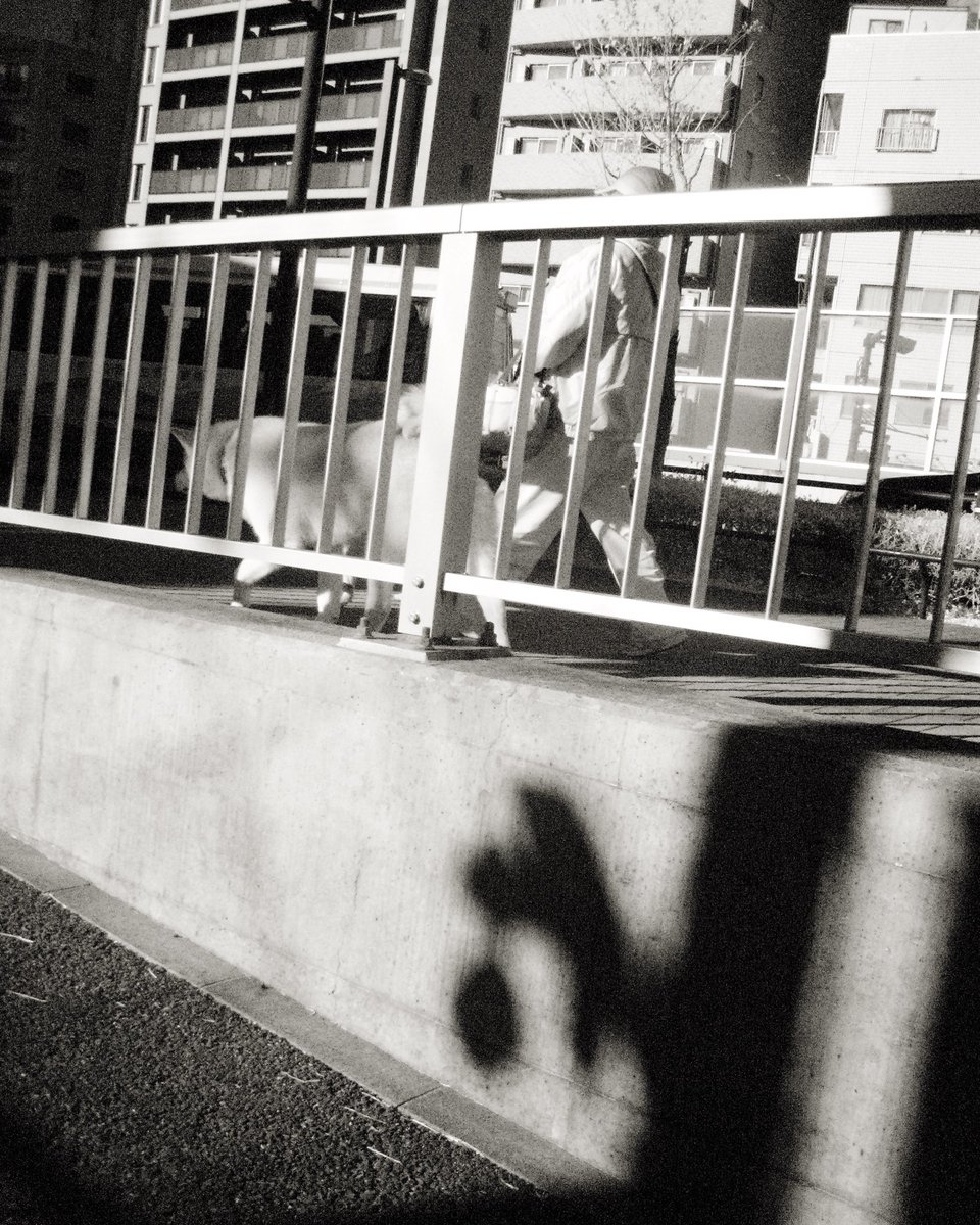 今朝見た犬さん。