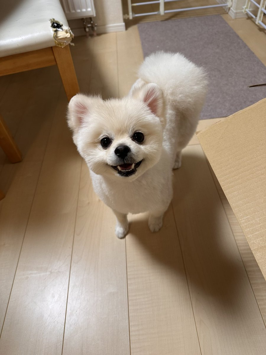 あっちゃん (@ak0929kc) / Posts / X