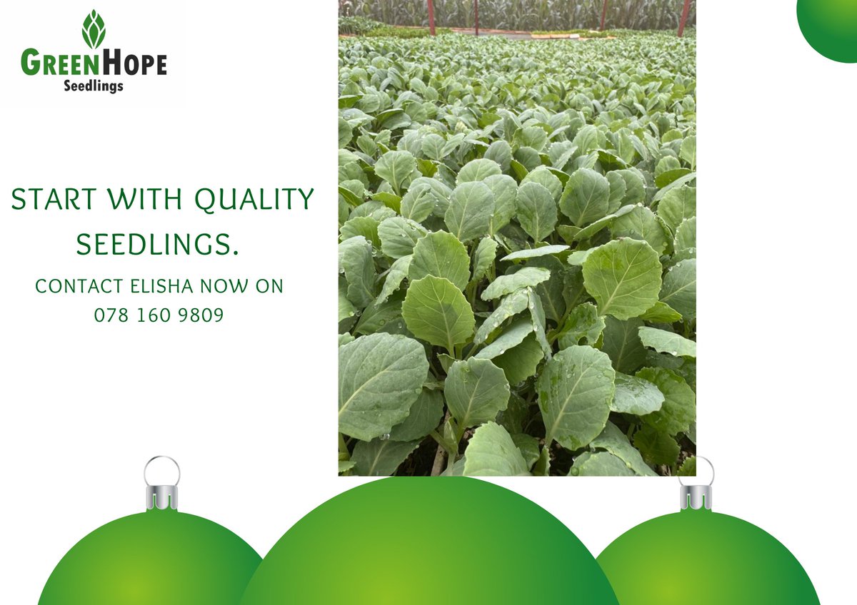 🌅 Good morning Farmers...

As we get near to the end of the year, remember:
You don’t need perfect conditions to move forward.
You just need discipline and consistency.

Start small — results follow action.

Have a plantful (pun intended 😁) and fruitful day