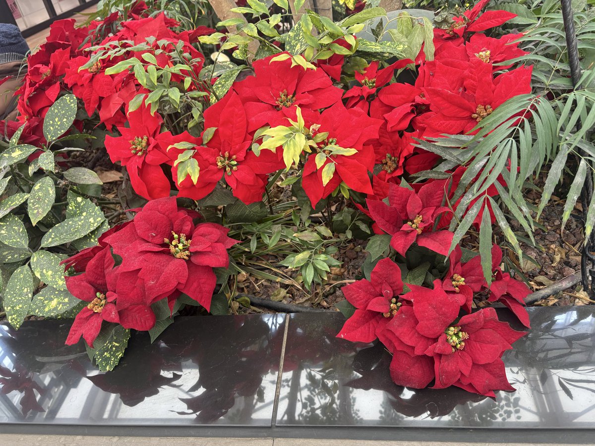 kmy9134's tweet photo. 明日は✨🎄クリスマスイヴ🎅

今年も駅前にある
可愛いツリー🎄を見てきましたよ👀

街は、ギフト🎁を買いに来てる人たちで
賑わっていました(^^)

皆さま、
素敵なクリスマスをお過ごしくださいね☆ https://t.co/DK8cS566q8