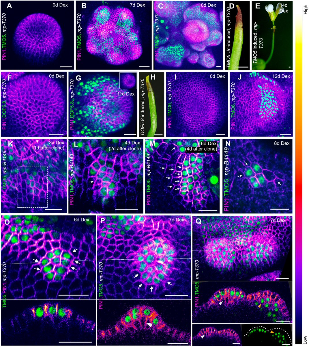 Dev_journal's tweet photo. TMO5 orchestrates organ patterning in plant shoots

This Research Highlight showcases work by Abdul Kareem (@kareemvk), Carolyn Ohno and Marcus Heisler (@heisler_lab):

https://t.co/Tpw6i8BWAq https://t.co/tsApFve84S