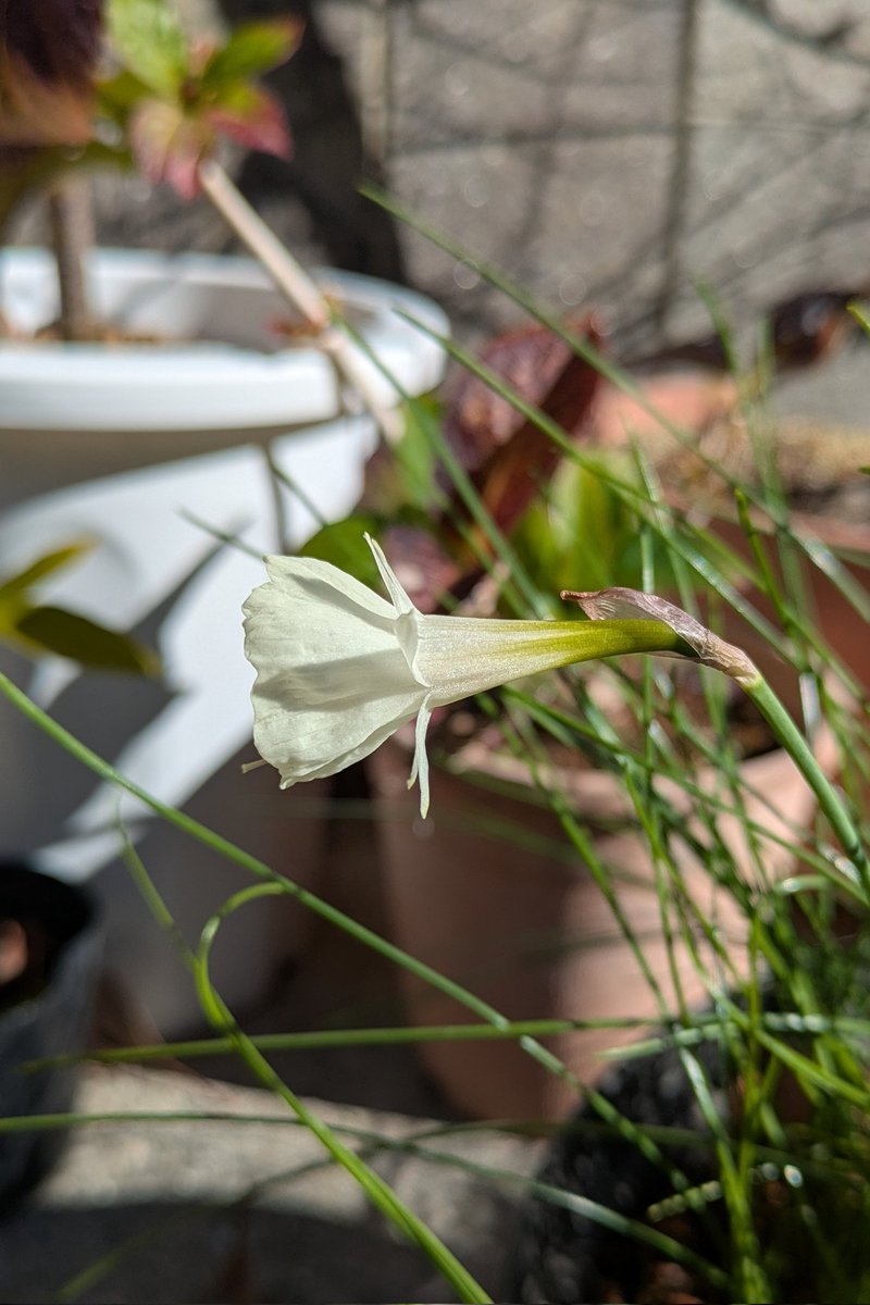 b*m様 ❤️根充実❤️沢山新芽❤️逞しい株元❤️564【Ash】【ATLAS】 🪄︎︎✨ 🏅happy loves congratulations 🏅 📷 photo by @ta_b