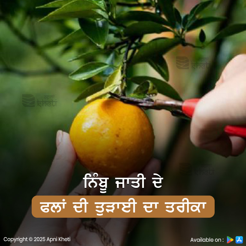 apnikheti's tweet image. ਫ਼ਲਾਂ ਨੂੰ ਕਦੇ ਵੀ ਟਾਹਣੀਆਂ ਨਾਲੋਂ ਖਿੱਚ੍ਹ ਕੇ ਨਹੀਂ ਤੋੜਨਾ ਚਾਹੀਦਾ। ਇਸ ਤਰ੍ਹਾਂ ਕਰਨ ਨਾਲ ਤਣਿਆਂ ਦੇ ਉੱਪਰਲੇ ਹਿੱਸਿਆਂ ਦੀ ਛਿੱਲ ਲਹਿ ਜਾਂਦੀ ਹੈ। ਫ਼ਲ ਕਲਿੱਪਰ ਨਾਲ ਤੋੜੋ ਅਤੇ ਫ਼ਲਾਂ ਉੱਪਰਲੀ ਛੋਟੀ ਡੰਡੀ ਕਾਇਮ ਰੱਖੋ।
.
.
#fruits #citrus #citrusfruits #horticulture #apnikhetii #Apnikhetiapp #foreverforfarmers