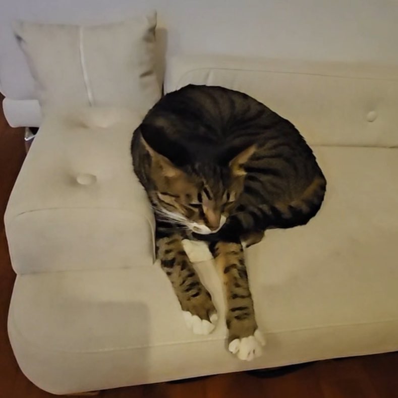 lee know as cats 🐱 tweet media