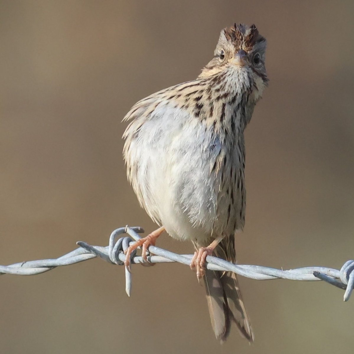 Mark Robertson tweet media