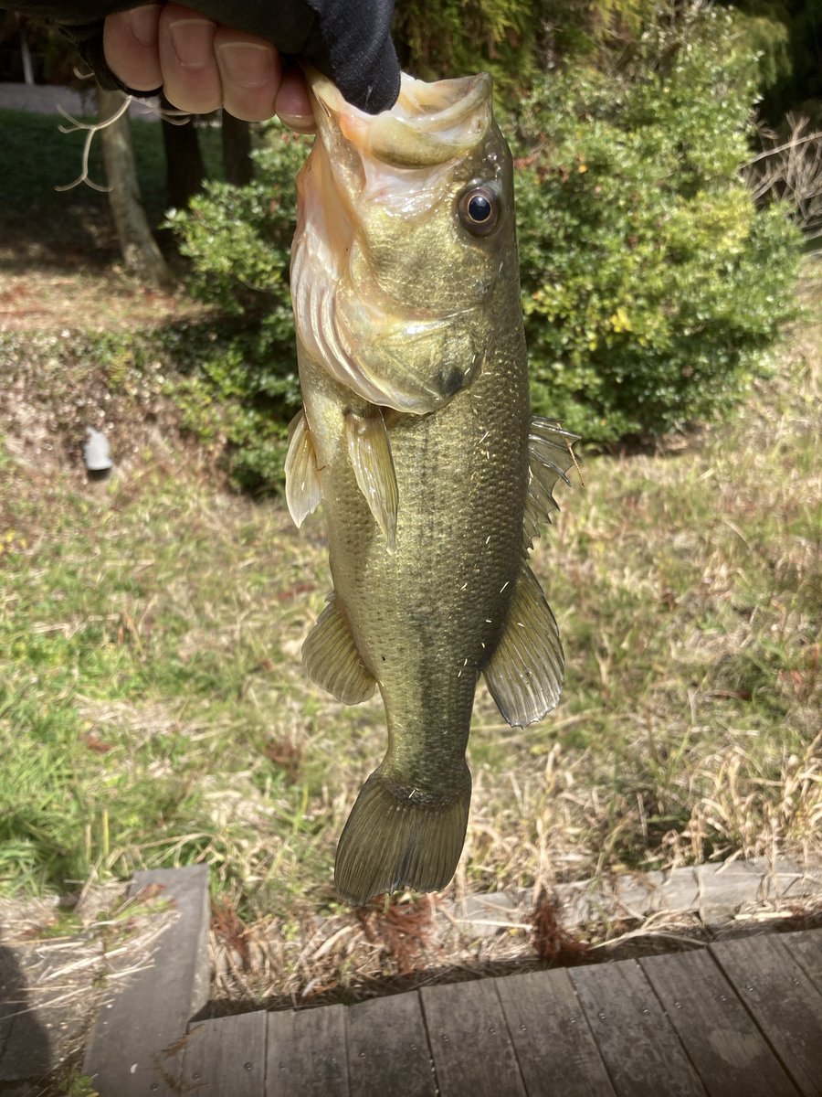 らびっとのBass time tweet media