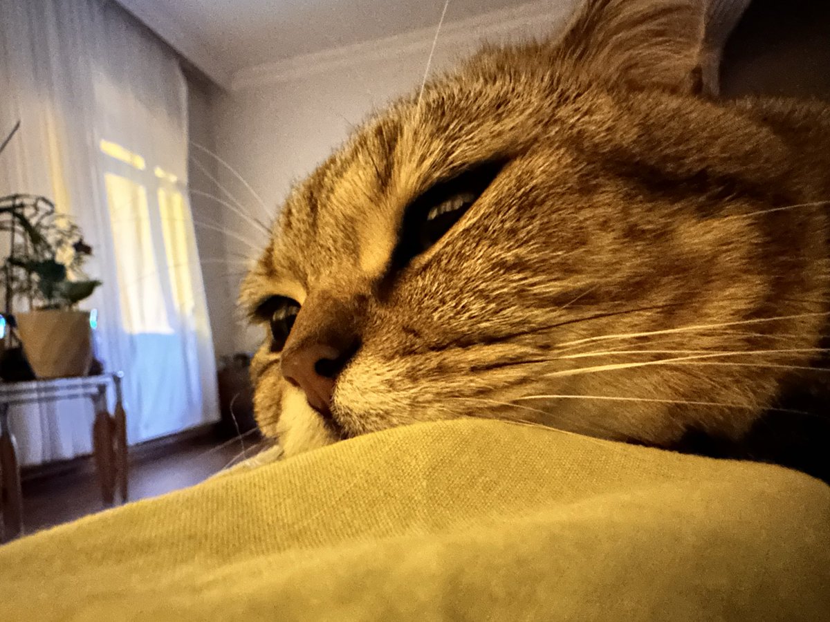 Dertligofret tweet media