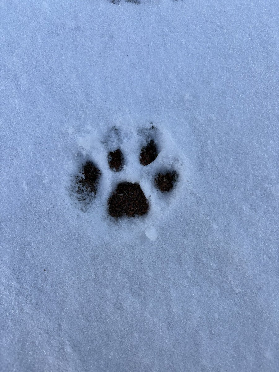 toc000's tweet image. 雪、猫の足跡