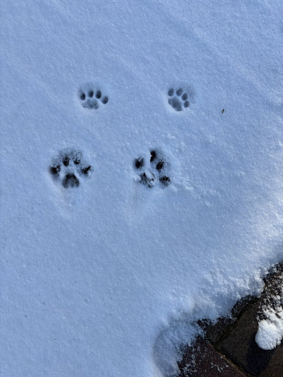 toc000's tweet image. 雪、猫の足跡