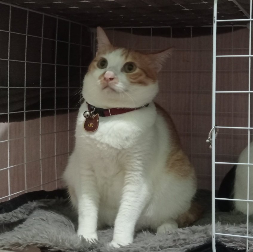 Anyo's weight reveal

(Day6).(H2H)(Plave)kg