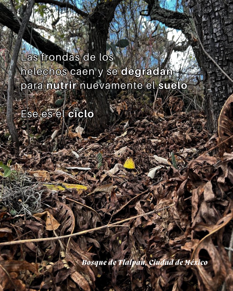 Uno de los ciclos más importantes de la naturaleza es la reintegración de nutrientes al suelo. Este proceso no solo beneficia a las plantas, sino también a diversos organismos descomponedores como bacterias, hongos e insectos.

Un ciclo invisible a nuestros ojos.