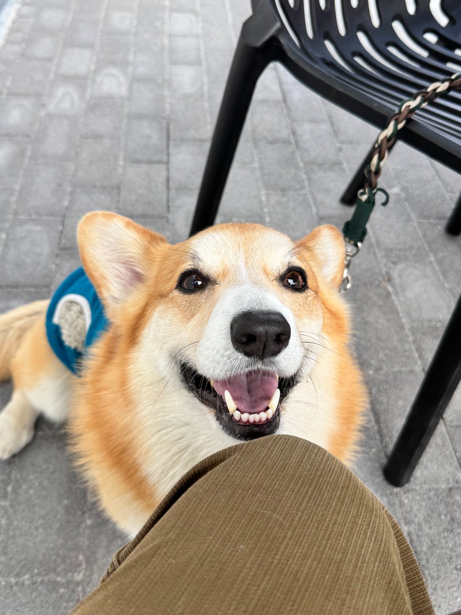 コーギースタイル【公式】 (@corgistyle_2002) / Posts / X