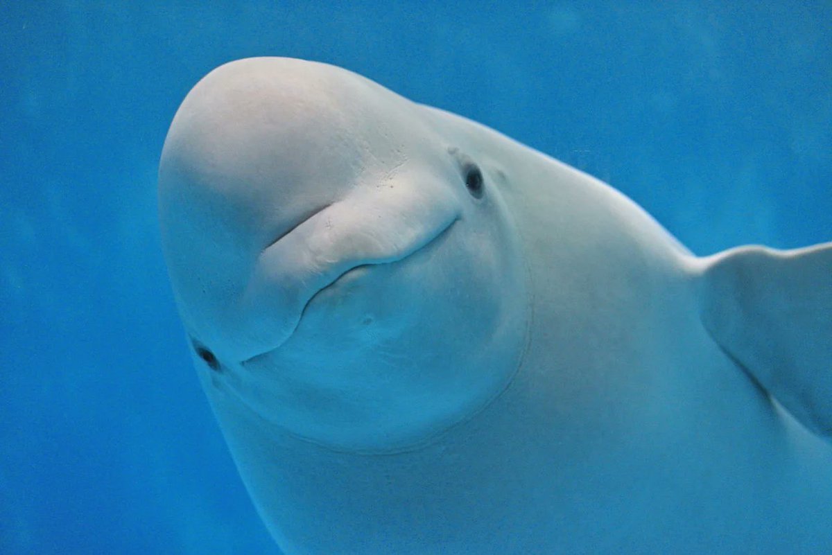 JUN_SAITOH_WHR's tweet image. ガキの頃シロイルカが好きだったけど鴨川シーワールドで目が合った時に殺られると思った