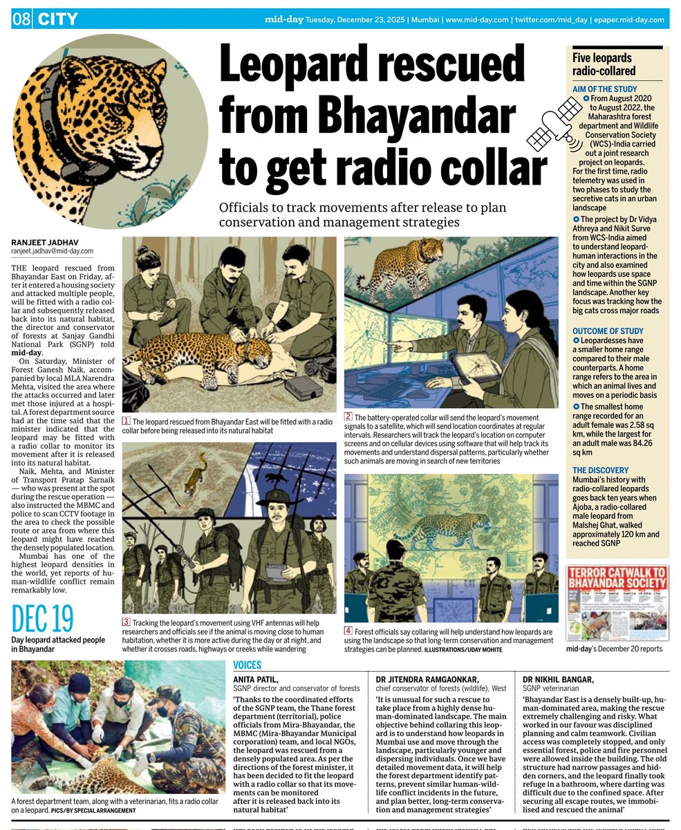 Leopard rescued from Maharashtra's Bhayandar East to be fitted with radio collar before release.

mid-day.com/mumbai/mumbai-…

<a href="/mid_day/">Mid Day</a> <a href="/MahaForest/">Maha Forest Official</a> <a href="/LotSatish/">Satis l</a> <a href="/tweetsvirat/">Virat A Singh</a> <a href="/gallopingeye/">Kunal Chaudhari</a> <a href="/athaniya_vasim/">Wasim athaniya</a> <a href="/moefcc/">MoEF&CC</a> <a href="/RandeepHooda/">Randeep Hooda</a> <a href="/TandonRaveena/">Raveena Tandon</a>

#mumbai #leopard #sgnp #bhyander