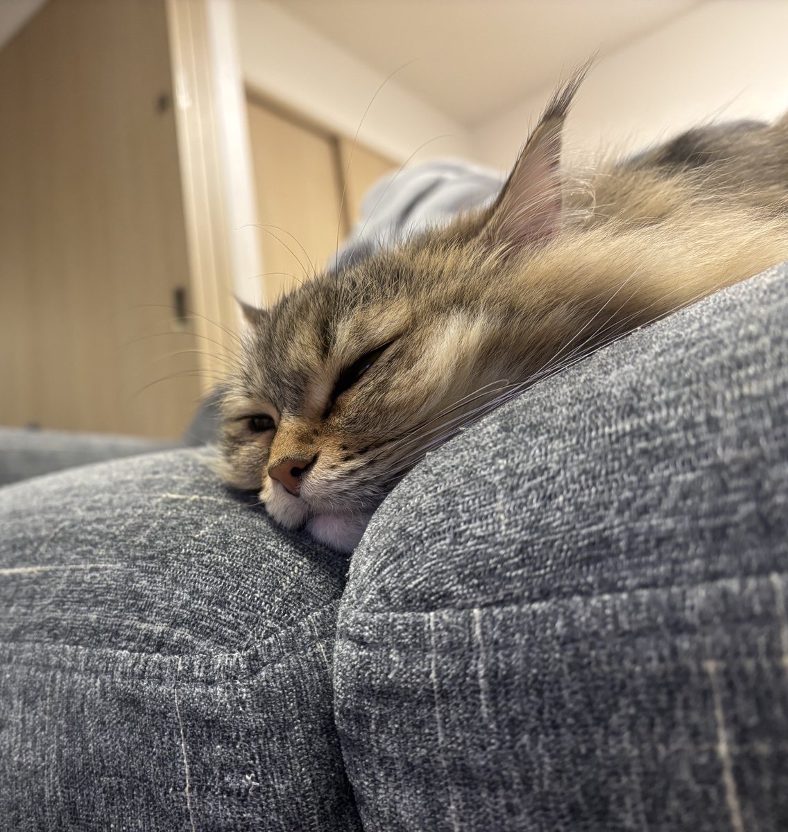 #猫 #マンチカン #猫のいる暮らし 
ソファの溝に沿って寝るのが好きなリリィ