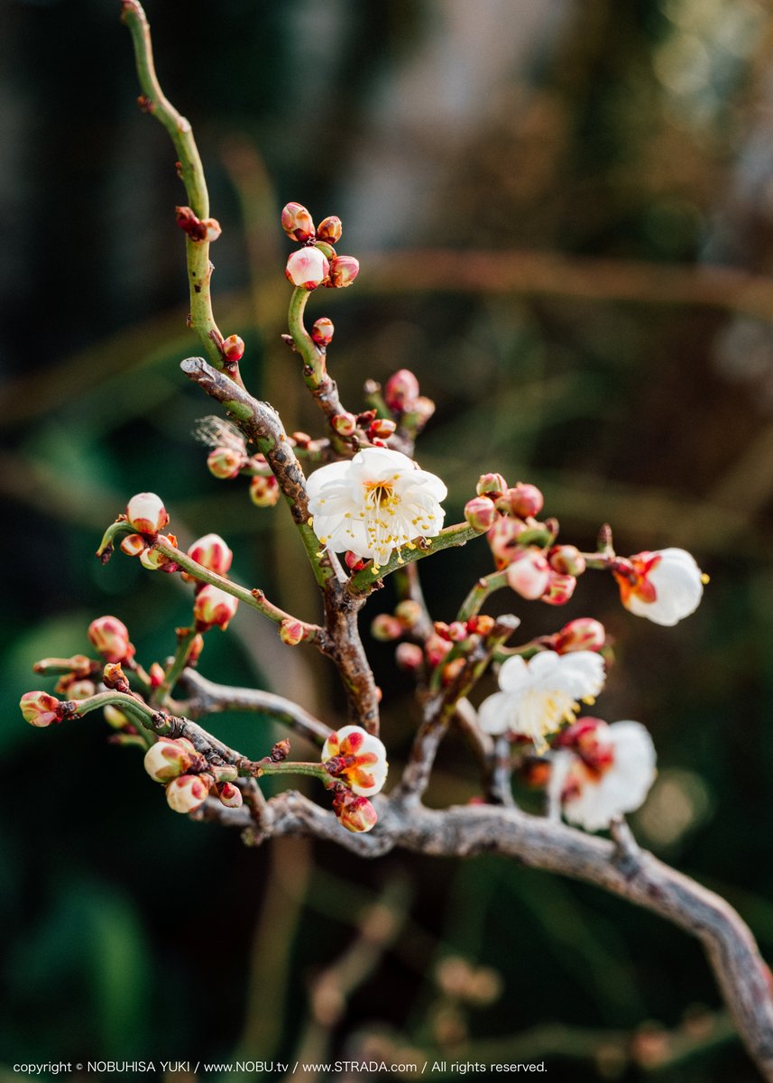 NOBUページ B.R.ONLINE - Style Web Magazine & Online Shop | ビー・アール