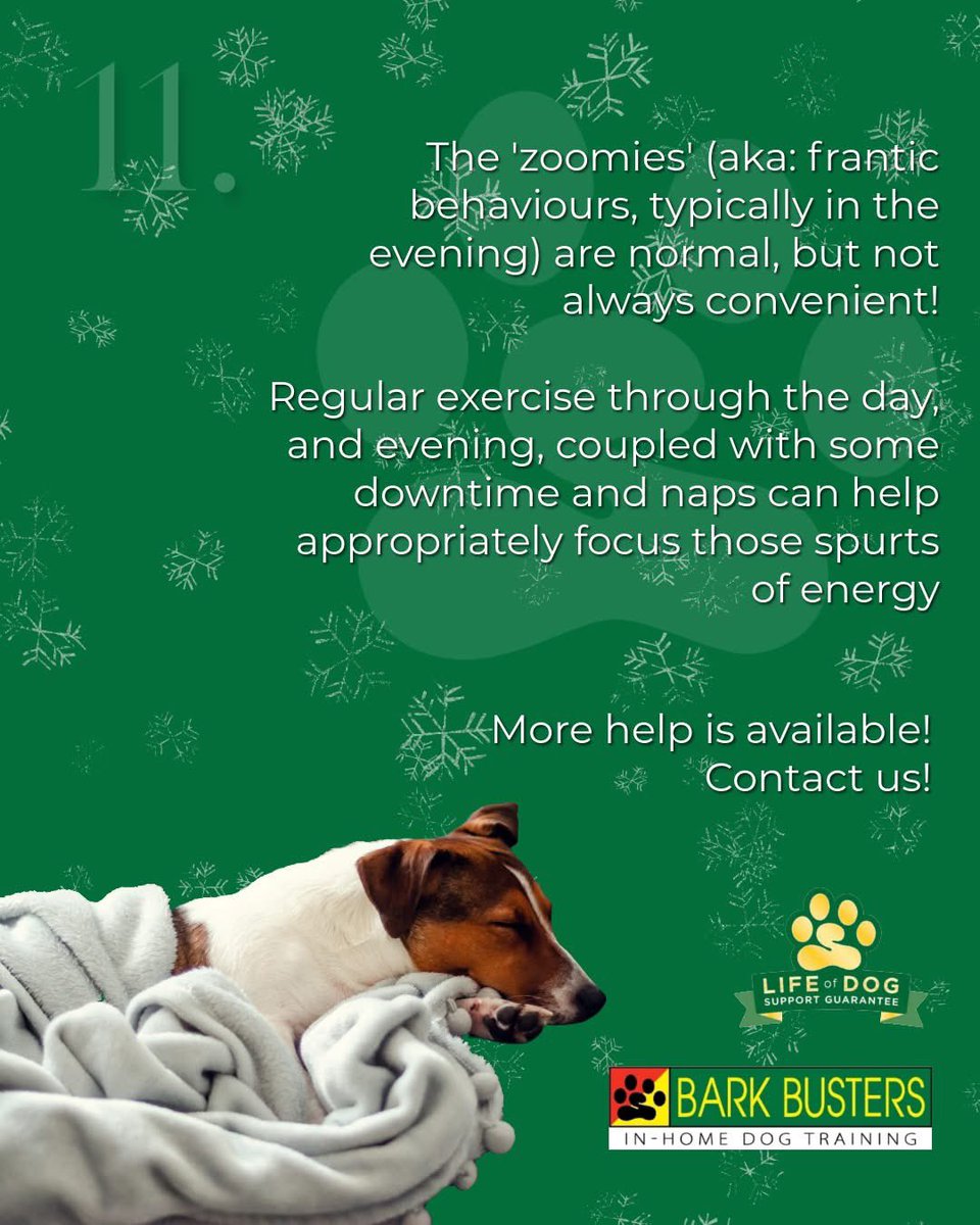 Your dog's zoomies can be adorable, but maybe not in the middle of a quiet dinner party. 
Dogs thrive on consistency, &amp; the holidays can do a real number on their regular routine, but making sure that they still get their exercise &amp; naps can help them weather all the excitement.