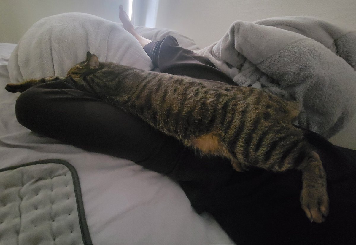 しぴこめᓚᘏᗢ (@chipie0826) / Posts / X