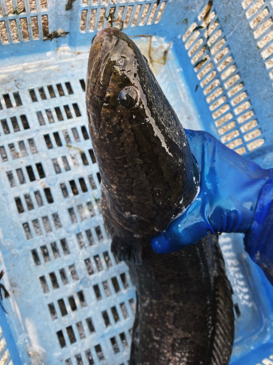 57cmのカムルチーこと雷魚。身を見るだけで美味そうすぎた。(続く)