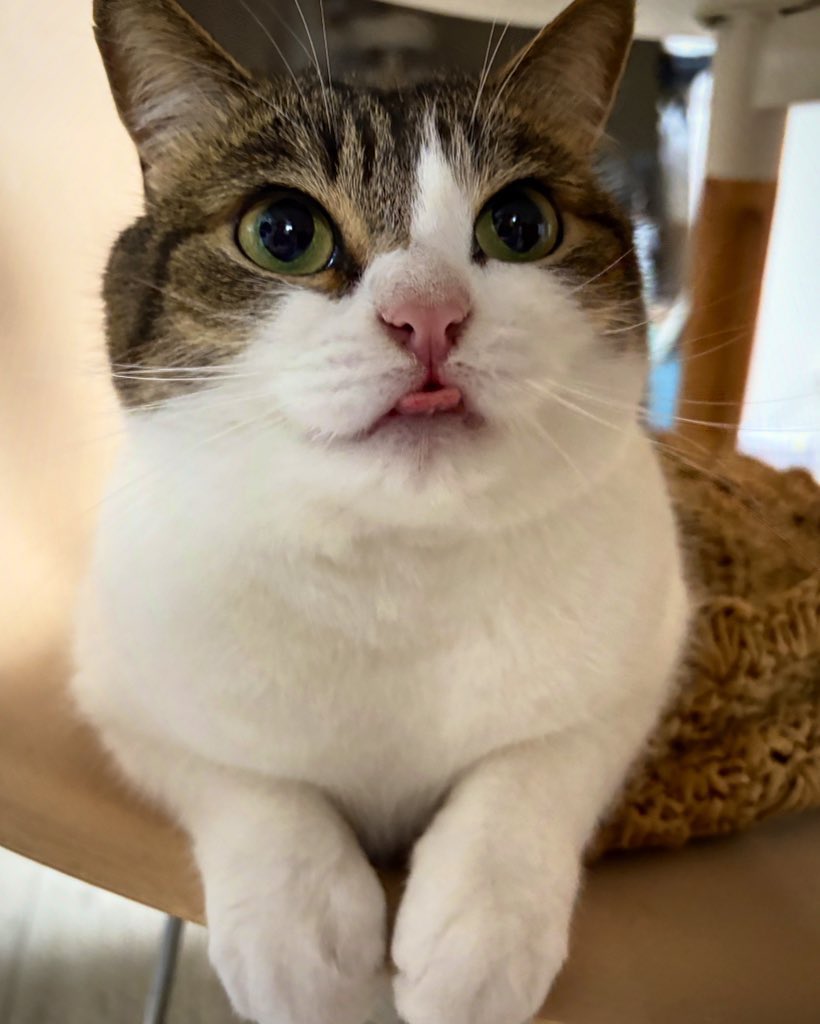 ニコちゃんとこたろう先生とトロとわさび姐さん (@nikoandkotatoro