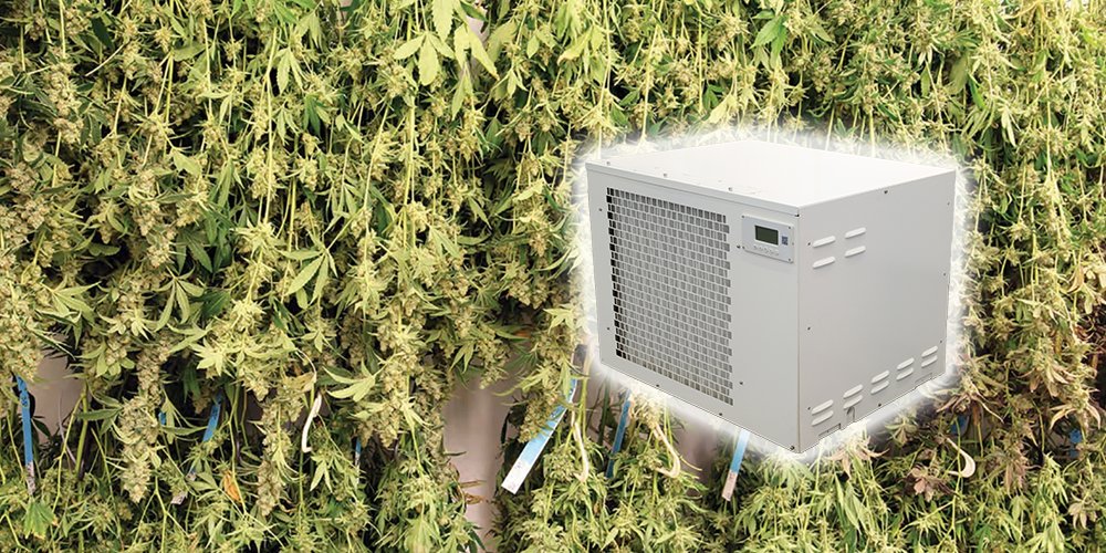 The "perfect" drying conditions for cannabis are those that slow moisture loss evenly, protect terpenes, and prevent mold.
Target: 55–60% RH
Use a commercial or grow room dehumidifier

#commercialdehumidifier #growroomdehumidifier #dehumidifiercompany